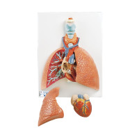 Detachable Lung 5 Pieces